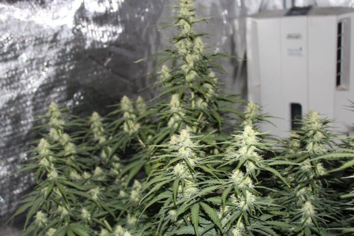 Gorilla Insight7