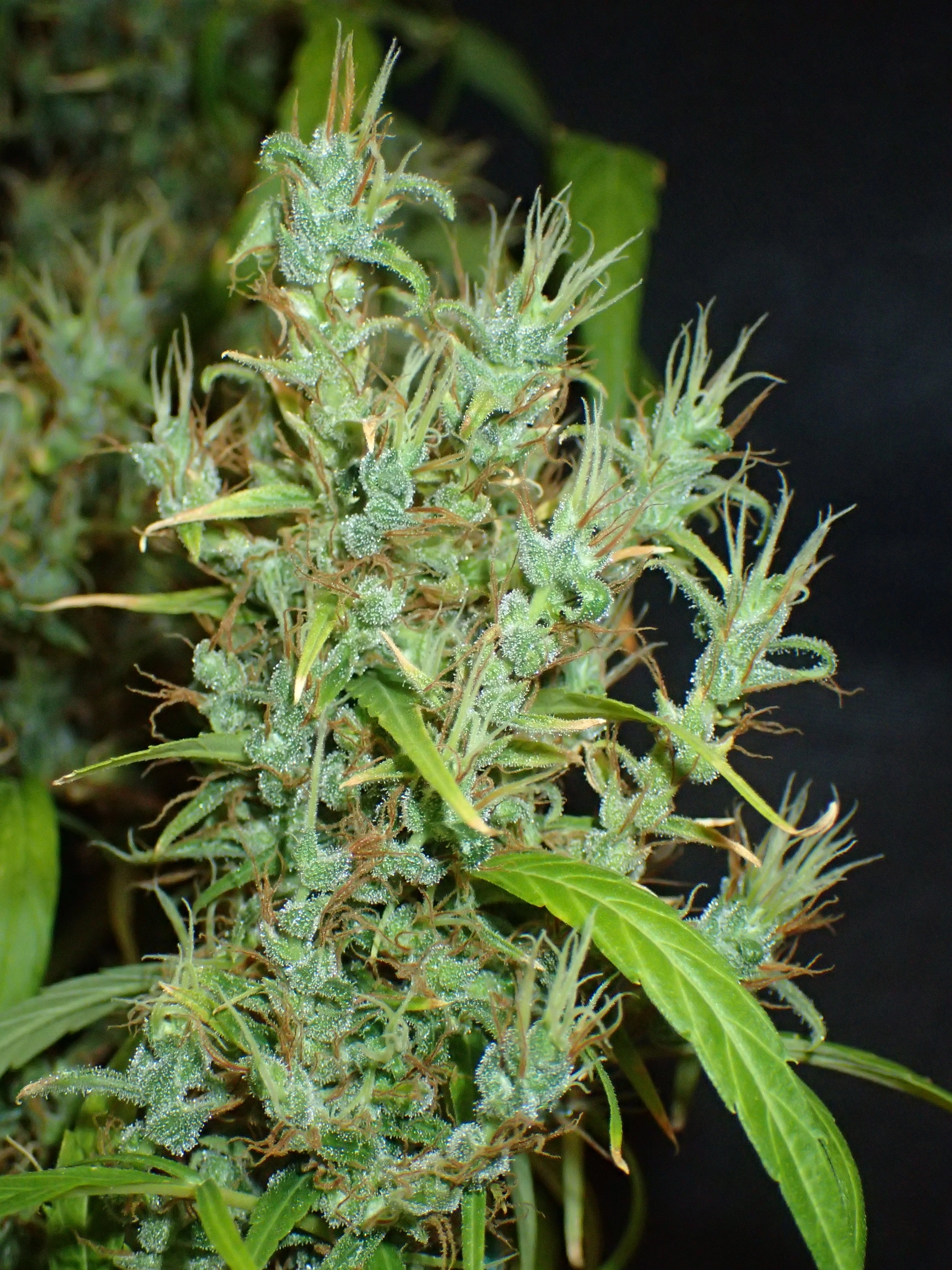 About us 3 Beitragsbild sativa 2 high solution