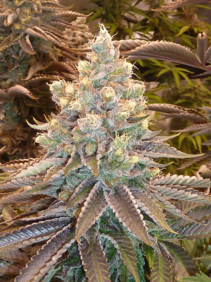 Southern Sun Seeds - CKMT x Rufioz fem