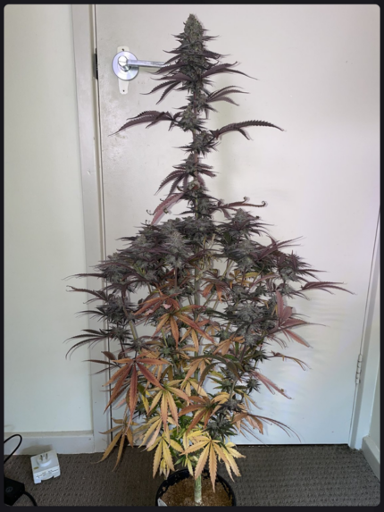 Southern Sun Seeds - Rainbow Banana x Rufioz fem