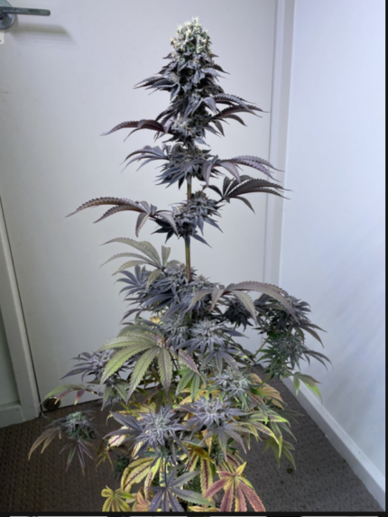 Southern Sun Seeds - Lemon Mazar x Rufioz fem