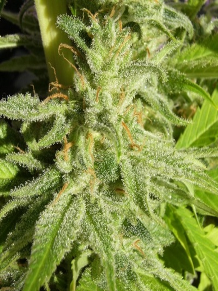 ACE Seeds - Orient Express