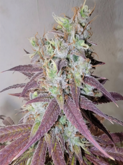 Jay-Jay Genetics - gasQueen