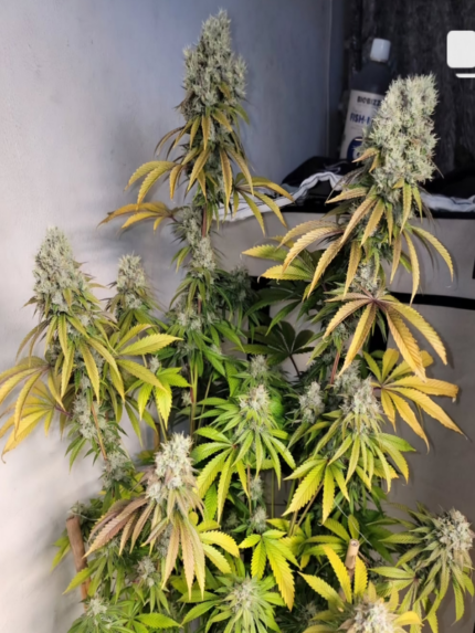 Jay-Jay Genetics - SourQueen