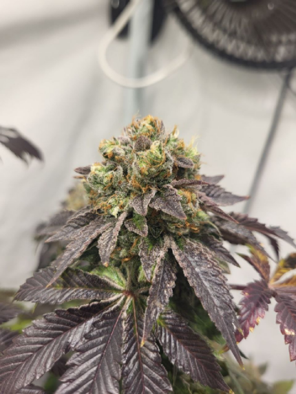 Jay-Jay Genetics - Triapple Queen