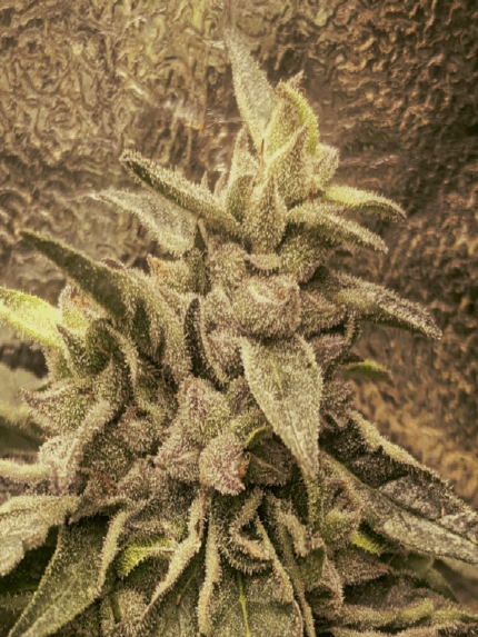 Cannapot - Deep Chunk IBL