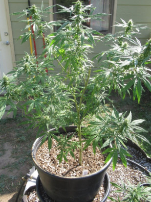 Madjag - Mex 40  Mexico Landrace