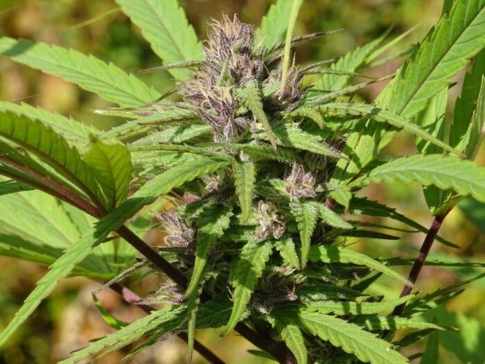 Purple Nepal Purple Satellite x Nepal N51 Garden Seeds 1