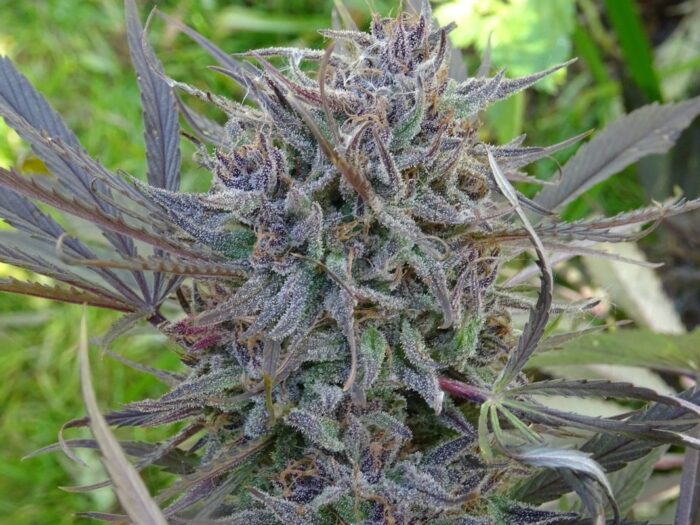 Purple Nepal Purple Satellite x Nepal N51 Garden Seeds 3