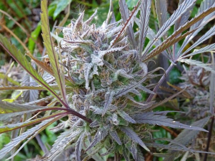 Purple Nepal Purple Satellite x Nepal N51 Garden Seeds 4