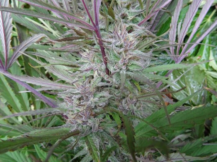 Purple Nepal Purple Satellite x Nepal N51 Garden Seeds 5