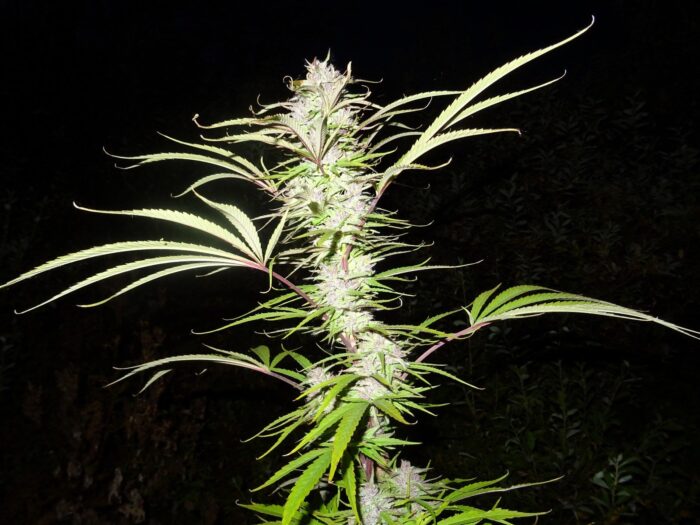 Purple Nepal Purple Satellite x Nepal N51 Garden Seeds 6