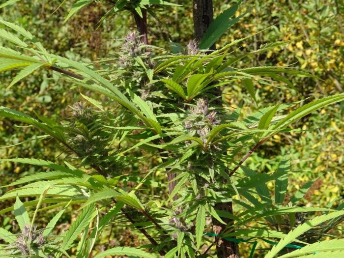 Purple Nepal Purple Satellite x Nepal N51 Garden Seeds 7