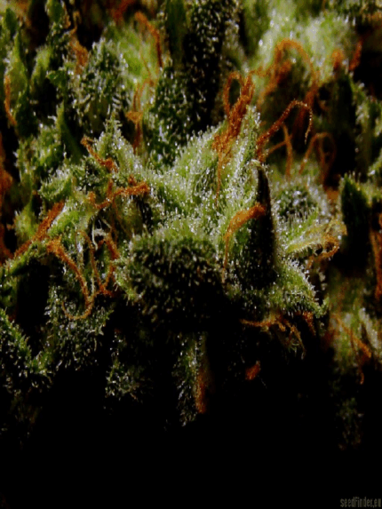 ApeOrigin - Alpha Bud