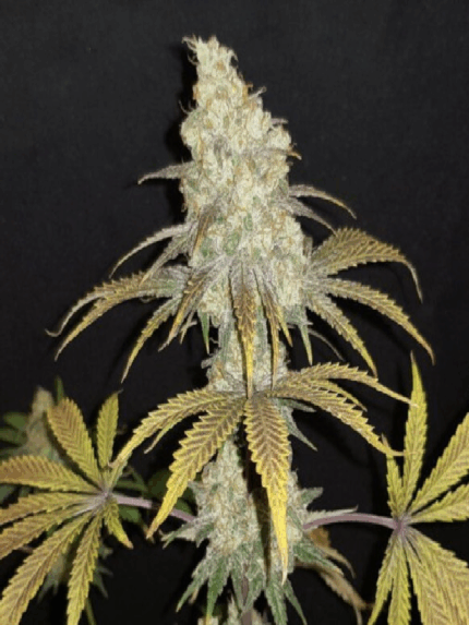 Cannapot - Blueberry
