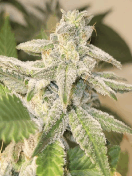 Cannapot - C99 F2