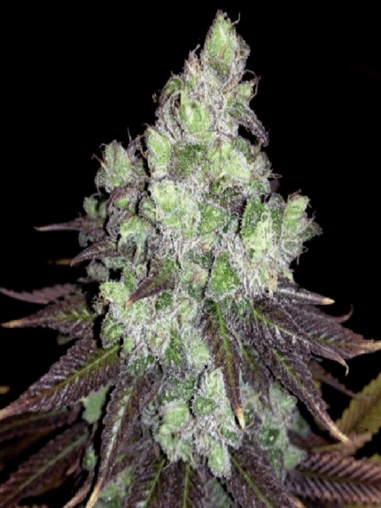 Cannapot - Colombian Thai
