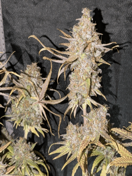 Cannapot - Early Mexican Queen