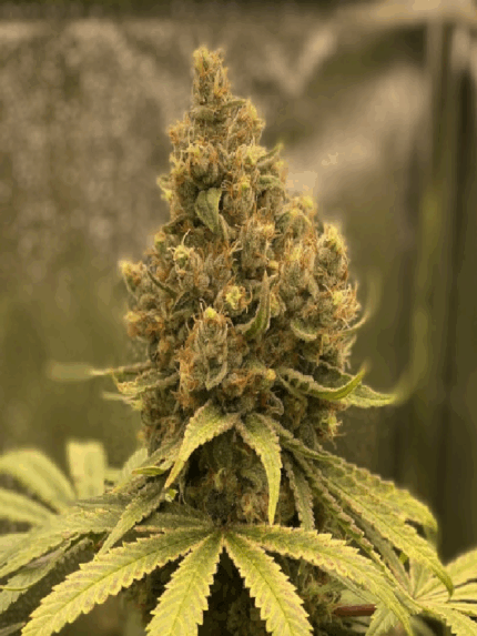 Cannapot - Exodus Cheese