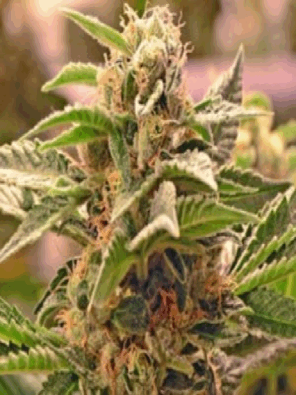 ApeOrigin - Sour Diesel