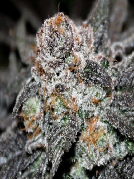Cannapot - Tropical Mango
