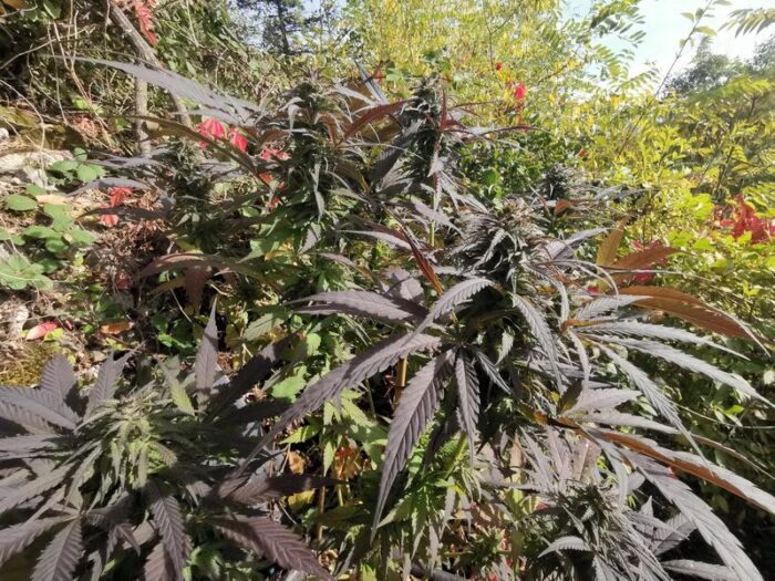 permAculture Seeds Balk Afhanistan Landrasse 4 20250502 150510