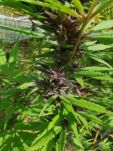 permAculture seeds - Ghana x Pakistan Chitral Kush f2