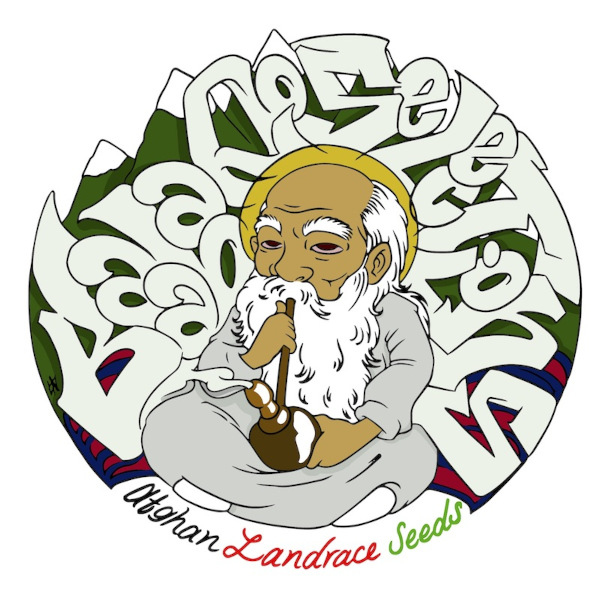 Logo de Baaba Qo - Afghan Selections : vieil homme avec une pipe à eau devant des montagnes, inscription « Afghan Landrace Seeds »
